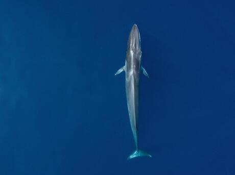 whale