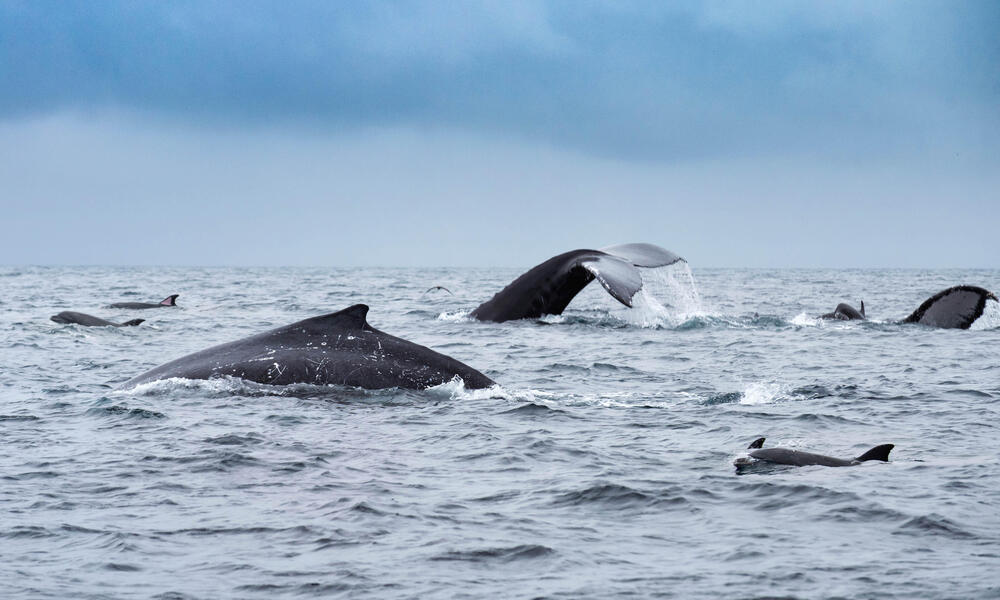 whale